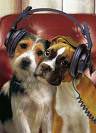 Dogs with Headphones