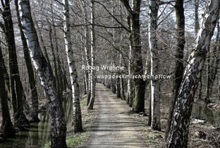 Wuppdeckmischmampflow