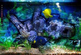 Analog Aquarium - cover debut album