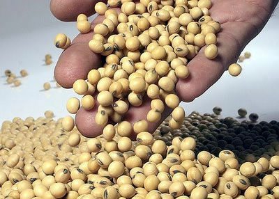 Soia nemodificata genetic